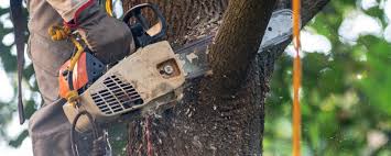 Best Tree Risk Assessment  in Culver City, CA