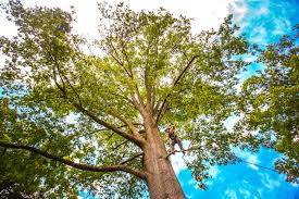 Best Tree and Shrub Care  in Culver City, CA