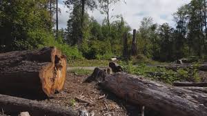 Best Tree Removal  in Culver City, CA