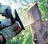 Best Firewood Processing and Delivery  in Culver City, CA