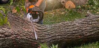 Best Emergency Tree Removal  in Culver City, CA
