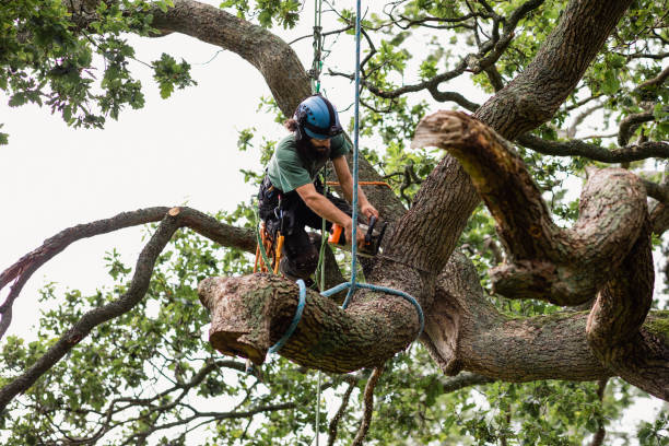Best Hedge Trimming  in Culver City, CA