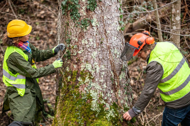 Best Hazardous Tree Removal  in Culver City, CA
