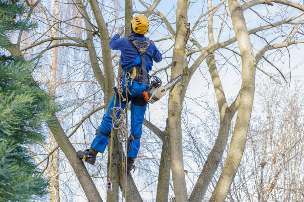 Best Pest Control for Lawns  in Culver City, CA