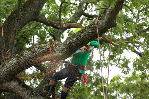 Best Tree Trimming and Pruning  in Culver City, CA