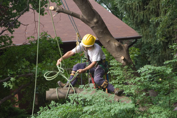 Best Weed Control  in Culver City, CA
