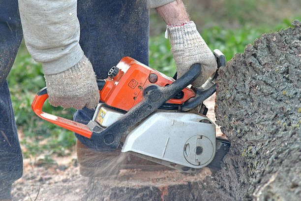 Best Stump Grinding and Removal  in Culver City, CA