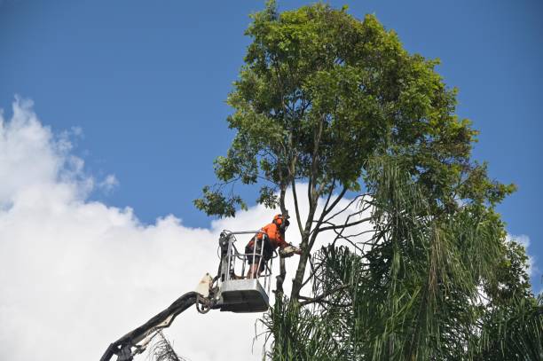 Best Lawn Disease Treatment  in Culver City, CA