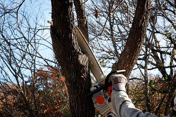 Best Utility Line Clearance  in Culver City, CA