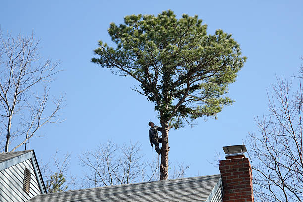 Best Tree Disease Treatment  in Culver City, CA