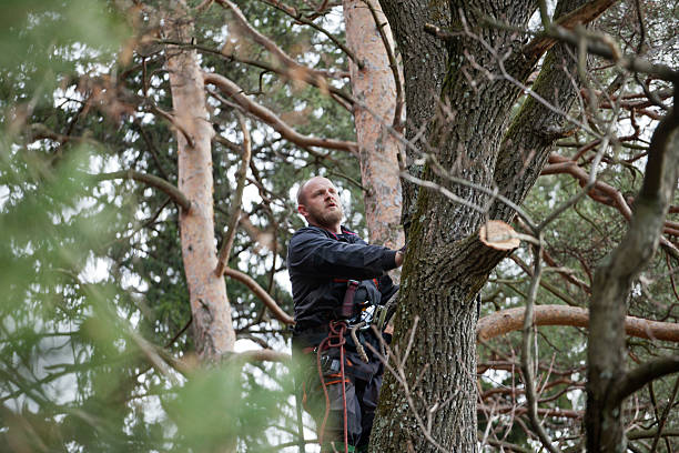 How Our Tree Care Process Works  in  Culver City, CA
