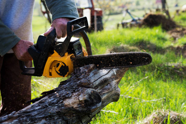 Reliable Culver City, CA Tree Care Solutions