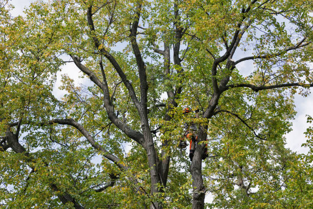 Best Storm Damage Tree Cleanup  in Culver City, CA