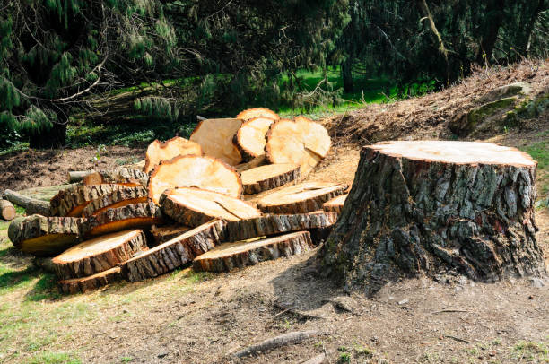 Best Aeration Services  in Culver City, CA